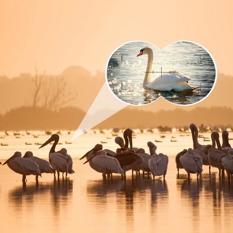 Binoculos-Profissional-30x50-a-Prova-dAgua-Alcance-Lente-foto-4