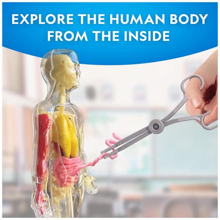 Modelo-do-Corpo-Humano-da-National-Geographic-para-Criancas-Imagem-1